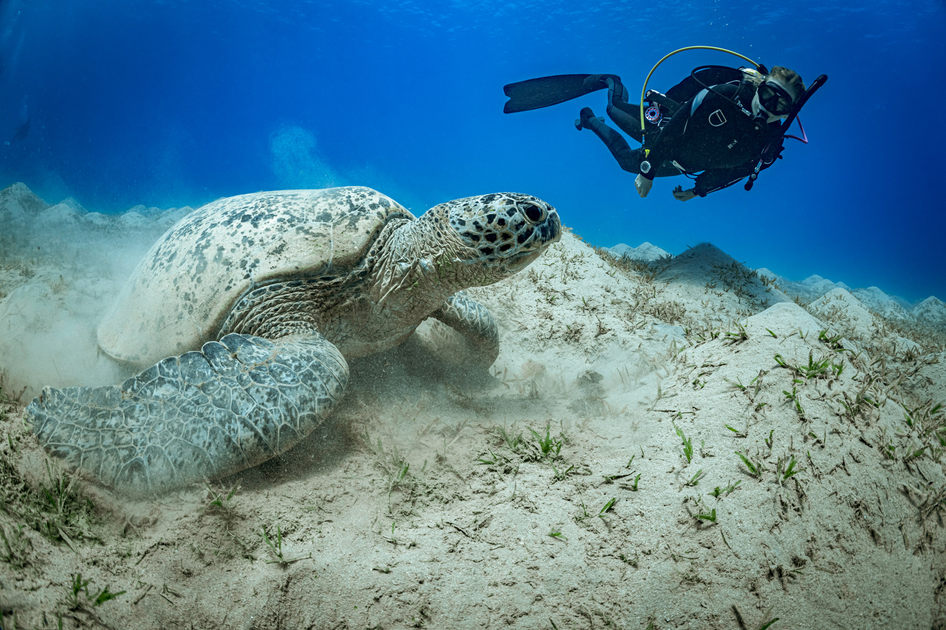 Turtle awareness